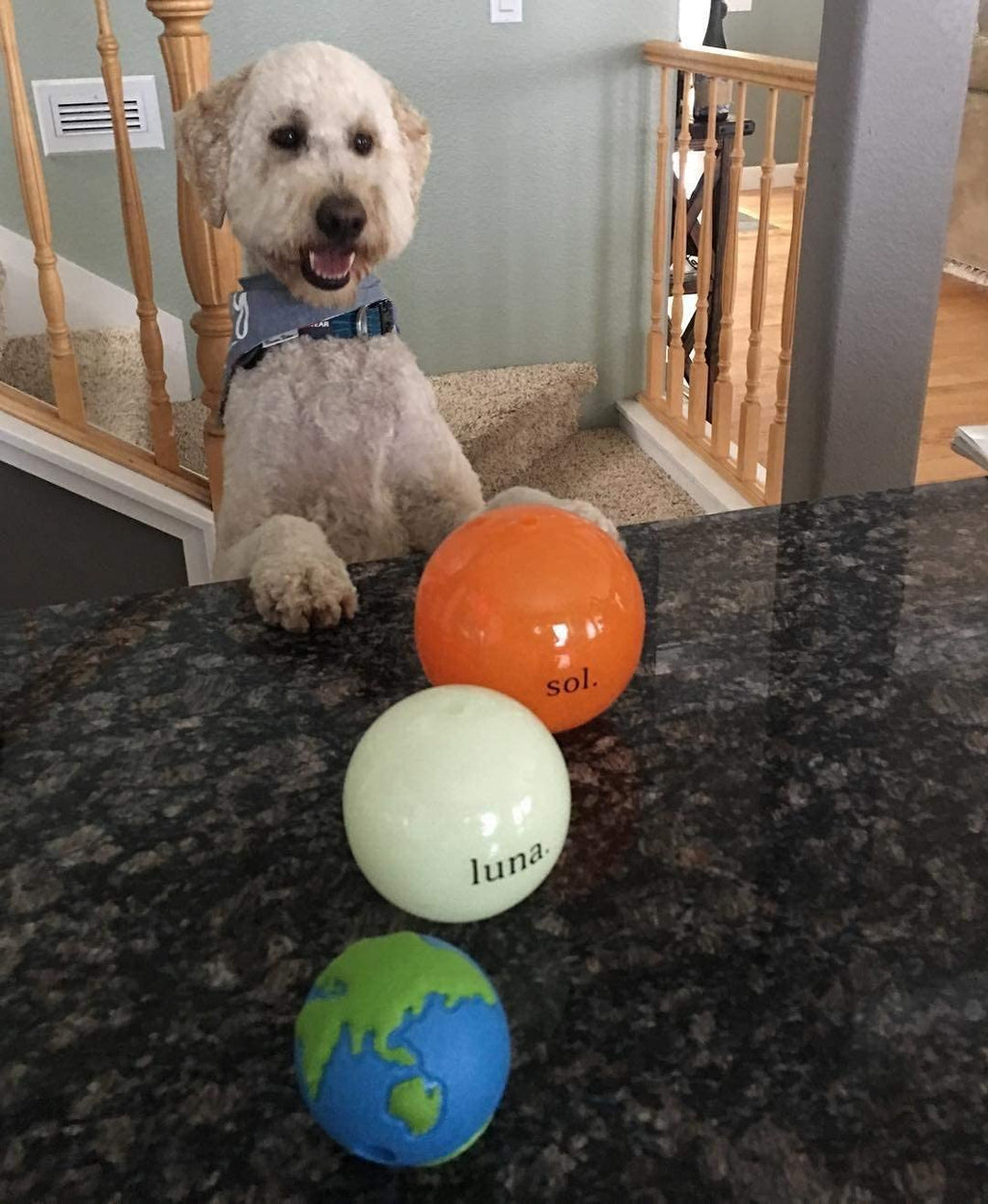by  Orbee-Tuff Planet Ball Blue/Green Treat-Dispensing Dog Toy, Medium
